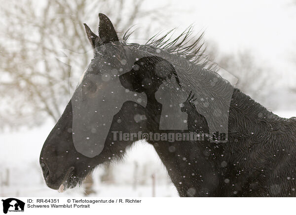 Schweres Warmblut Portrait / RR-64351