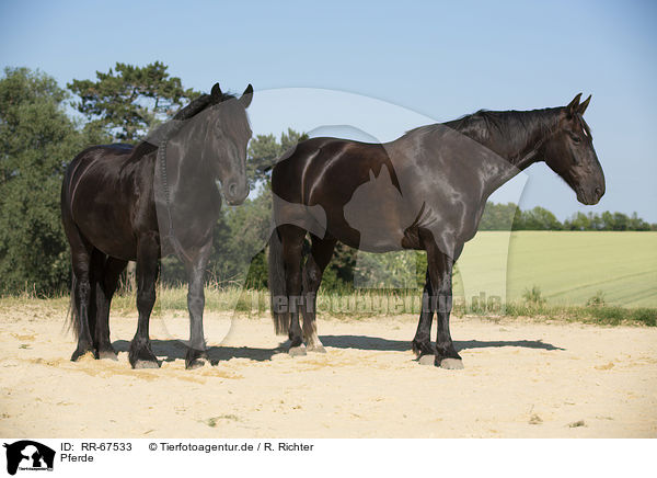 Pferde / RR-67533