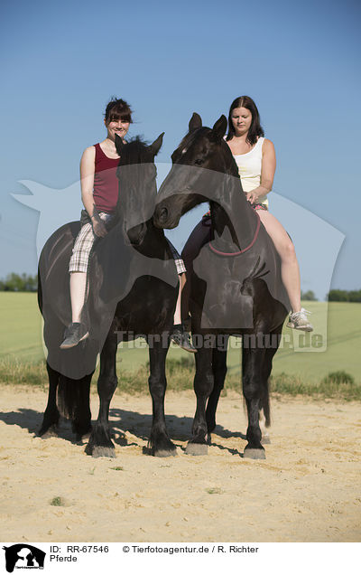 Pferde / horses / RR-67546