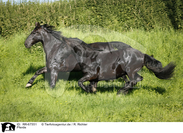 Pferde / horses / RR-67551
