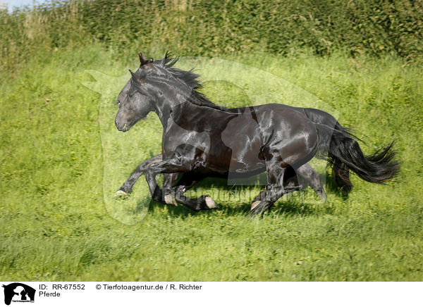 Pferde / horses / RR-67552