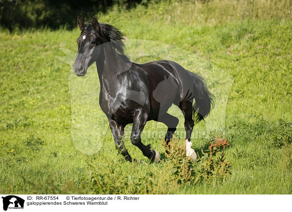 galoppierendes Schweres Warmblut / galloping Heavy Warmblood / RR-67554