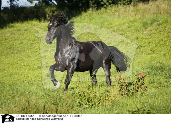 galoppierendes Schweres Warmblut / galloping Heavy Warmblood / RR-67555