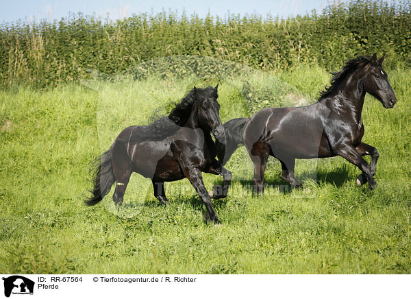 Pferde / horses / RR-67564
