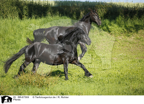 Pferde / horses / RR-67569