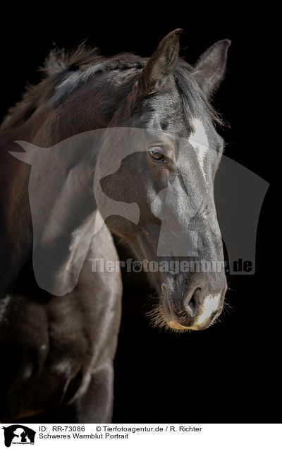 Schweres Warmblut Portrait / Heavy Warmblood Portrait / RR-73086