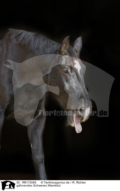 ghnendes Schweres Warmblut / yawning Heavy Warmblood / RR-73088