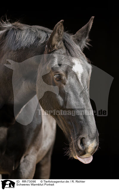 Schweres Warmblut Portrait / RR-73096