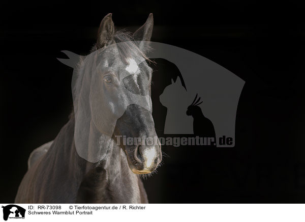 Schweres Warmblut Portrait / RR-73098