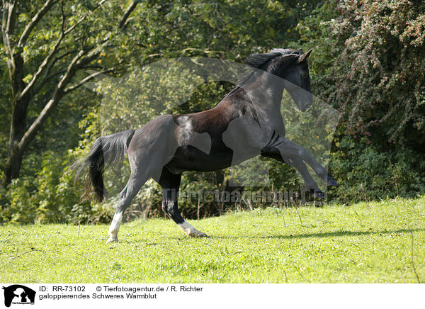 galoppierendes Schweres Warmblut / galloping Heavy Warmblood / RR-73102