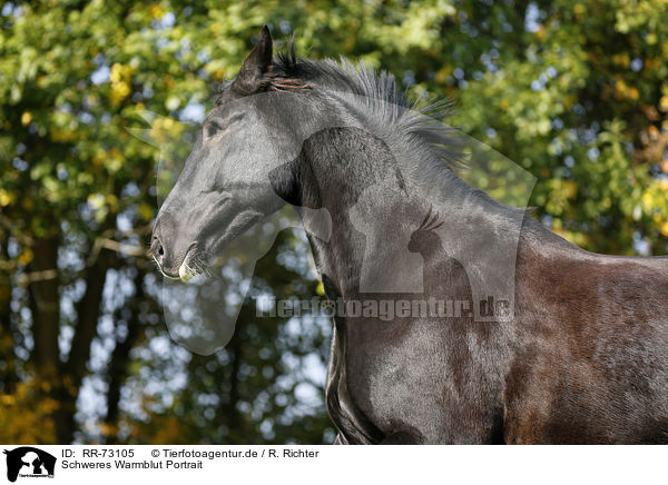 Schweres Warmblut Portrait / RR-73105