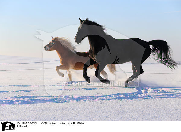 2 Pferde / 2 horses / PM-06623