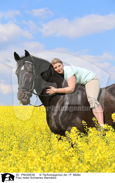 Frau reitet Schweres Warmblut / woman rides Heavy Warmblood / PM-06636