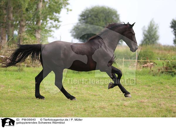 galoppierendes Schweres Warmblut / galloping Heavy Warmblood / PM-06640