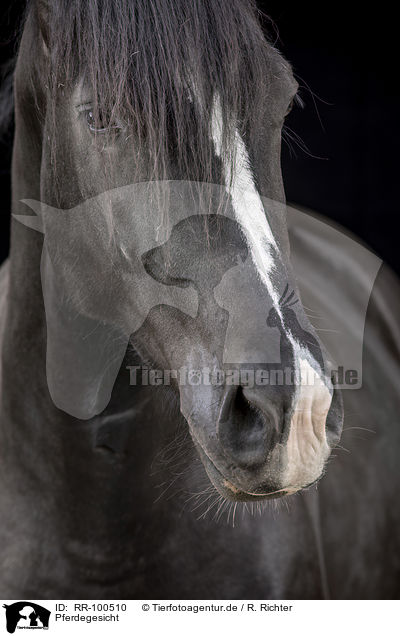 Pferdegesicht / horse face / RR-100510