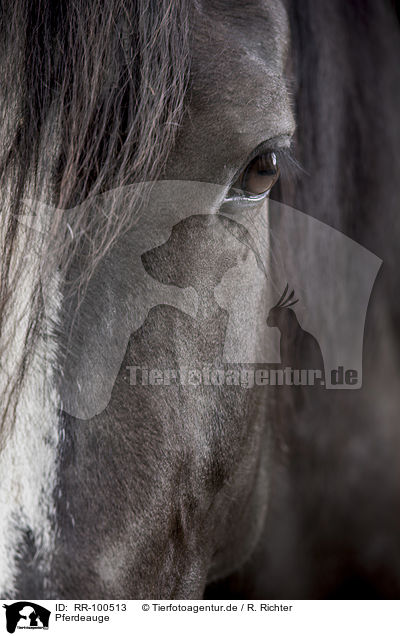 Pferdeauge / horse eye / RR-100513
