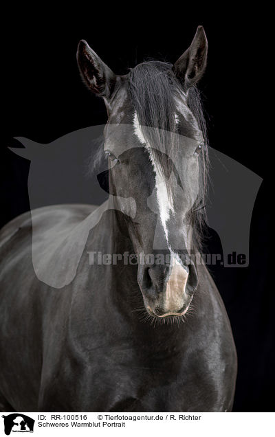 Schweres Warmblut Portrait / RR-100516