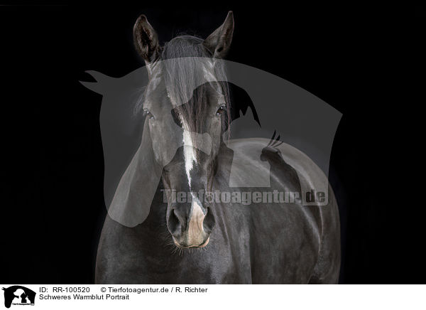 Schweres Warmblut Portrait / RR-100520