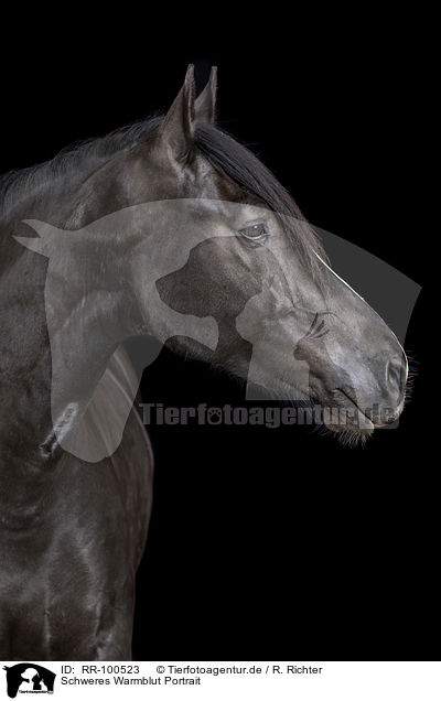 Schweres Warmblut Portrait / Heavy Warmblood Portrait / RR-100523