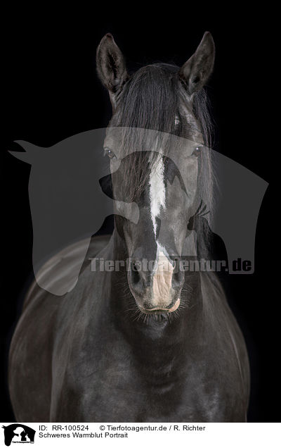 Schweres Warmblut Portrait / Heavy Warmblood Portrait / RR-100524