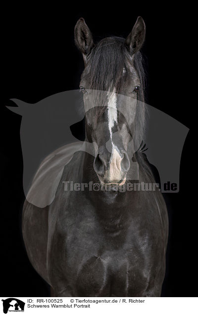 Schweres Warmblut Portrait / Heavy Warmblood Portrait / RR-100525