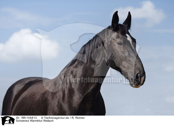 Schweres Warmblut Wallach / Heavy Warmblood gelding / RR-104813