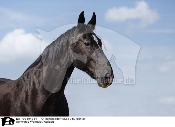 Schweres Warmblut Wallach / Heavy Warmblood gelding / RR-104814