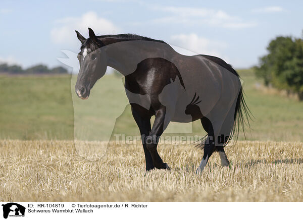 Schweres Warmblut Wallach / RR-104819