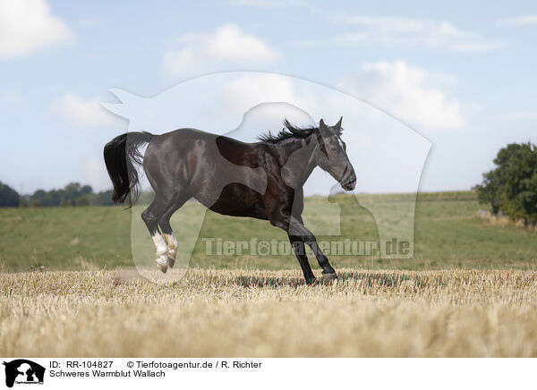 Schweres Warmblut Wallach / Heavy Warmblood gelding / RR-104827