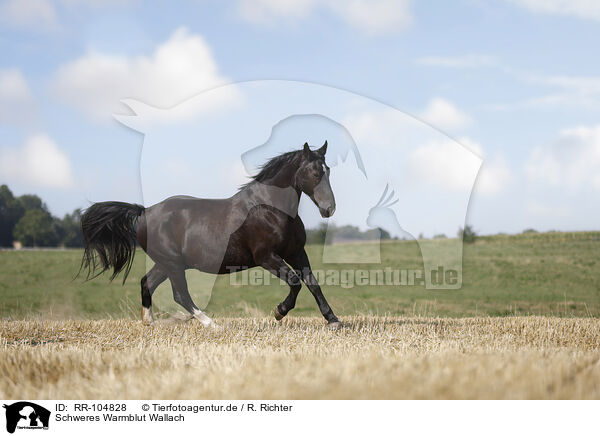 Schweres Warmblut Wallach / Heavy Warmblood gelding / RR-104828