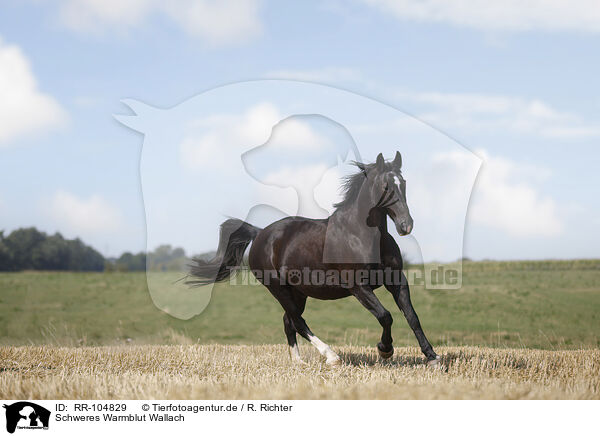 Schweres Warmblut Wallach / Heavy Warmblood gelding / RR-104829