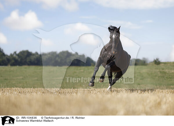 Schweres Warmblut Wallach / Heavy Warmblood gelding / RR-104836