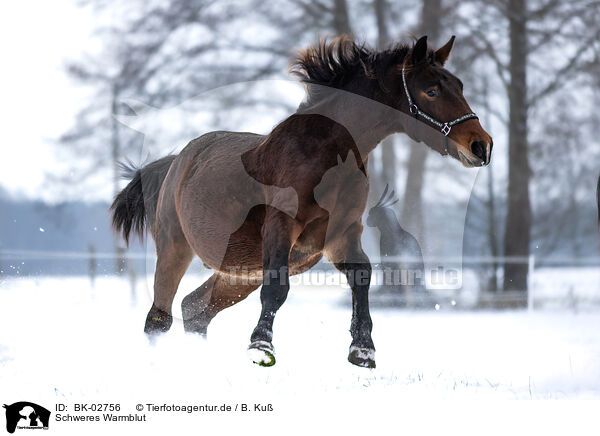 Schweres Warmblut / Heavy Warmblood / BK-02756