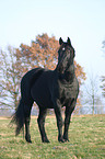 Schweres Warmblut