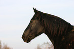 Schweres Warmblut Portrait