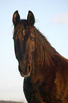 Schweres Warmblut Portrait