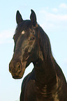 Schweres Warmblut Portrait