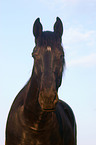 Schweres Warmblut Portrait