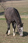 Schweres Warmblut