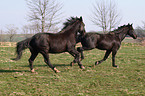 Schweres Warmblut