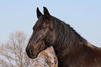 Schweres Warmblut