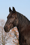 Schweres Warmblut