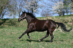 Schweres Warmblut