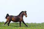 Schweres Warmblut