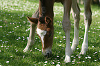 Schweres Warmblut Fohlen