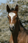 Schweres Warmblut Fohlen