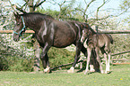 Schweres Warmblut Fohlen