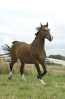 trabendes Schweres Warmblut