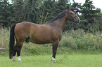 Schweres Warmblut