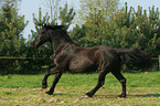 galoppierendes Schweres Warmblut